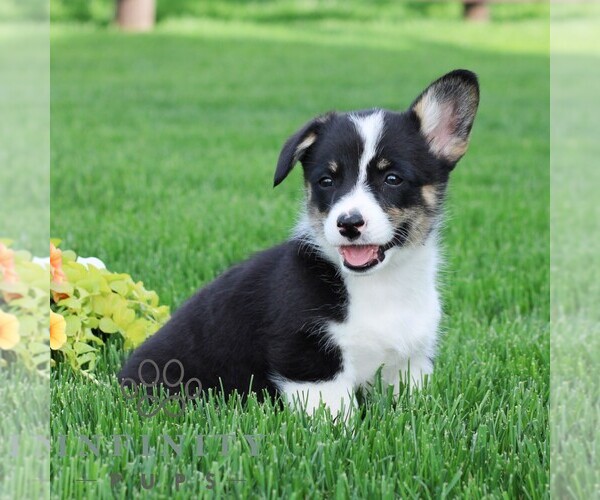 Medium Photo #5 Pembroke Welsh Corgi Puppy For Sale in PALMYRA, PA, USA