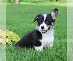 Small #4 Pembroke Welsh Corgi
