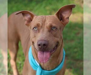American Staffordshire Terrier-Unknown Mix Dogs for adoption in San Antonio, TX, USA
