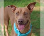 Small American Staffordshire Terrier Mix