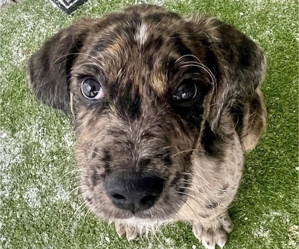 Medium Photo #52 Boxer-Poodle (Standard) Mix Puppy For Sale in WEST POINT, VA, USA