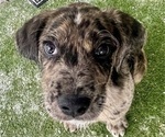 Small Photo #52 Boxer-Poodle (Standard) Mix Puppy For Sale in WEST POINT, VA, USA