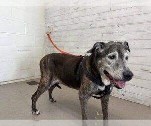 Mutt Dogs for adoption in San Bernardino, CA, USA