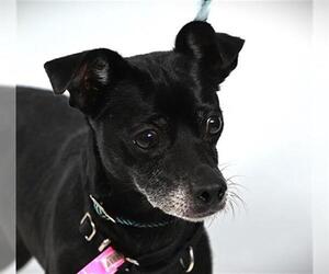 Chihuahua-Unknown Mix Dogs for adoption in Fort Collins, CO, USA