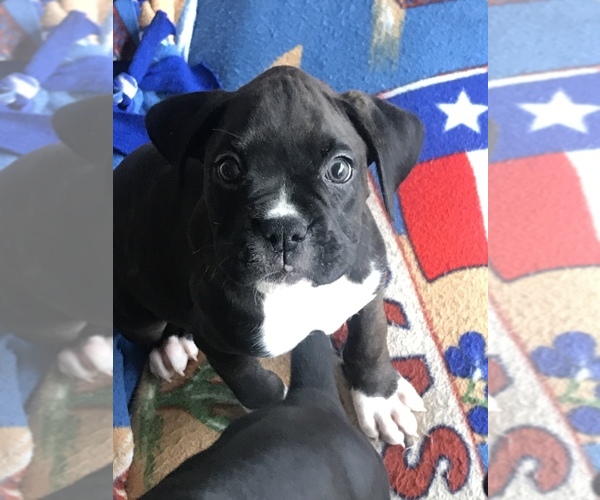 Medium Photo #6 Boxer Puppy For Sale in CONROE, TX, USA