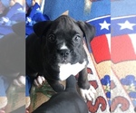 Small Photo #6 Boxer Puppy For Sale in CONROE, TX, USA