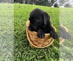 Image preview for Ad Listing. Nickname: Layla