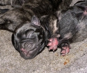 Medium Pug
