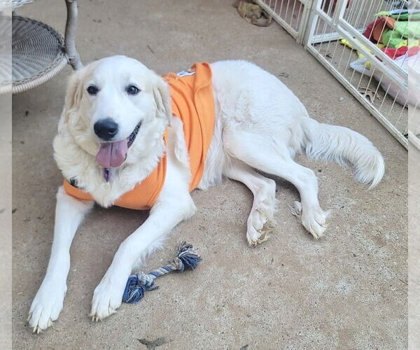 Medium Photo #6 Great Pyrenees Puppy For Sale in Spring, TX, USA