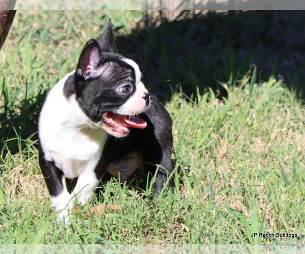 Medium Photo #9 Boston Terrier Puppy For Sale in WINNSBORO, TX, USA