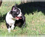 Elliot - Male Boston Terrier Puppy for Sale - Photo #9
