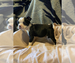 Boston Terrier Puppy for Sale in ROWDY, Kentucky USA