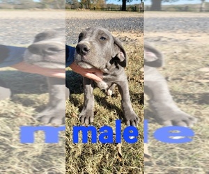 Great Dane Puppy for sale in CISCO, TX, USA