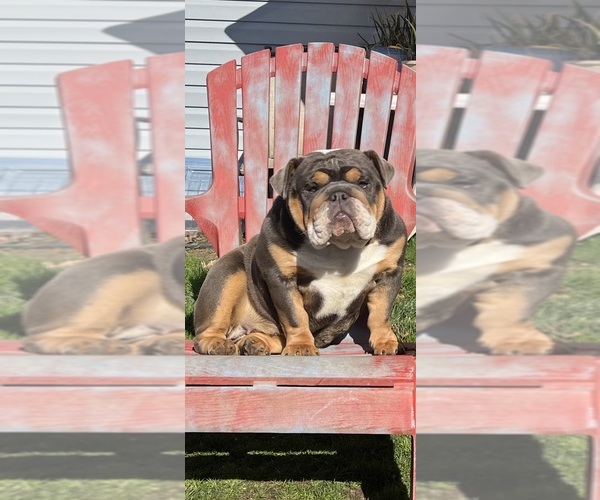 Medium Photo #1 English Bulldog Puppy For Sale in ROCKVILLE CENTRE, NY, USA