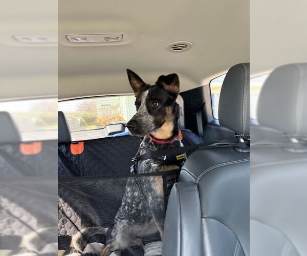 Medium Photo #5 German Shepherd Dog-Unknown Mix Puppy For Sale in Garden City, NY, USA