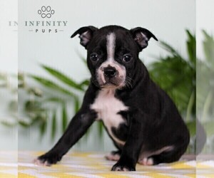 Boston Terrier Puppy for sale in EAST EARL, PA, USA