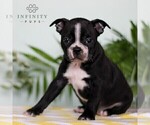 Small Photo #1 Boston Terrier Puppy For Sale in EAST EARL, PA, USA