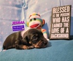 Small Photo #5 Dachshund Puppy For Sale in WALLACE, CA, USA