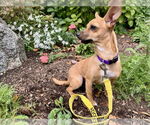 Small #13 Chihuahua Mix