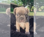 Small Photo #1 French Bulldog Puppy For Sale in CEDAR HILL, TX, USA