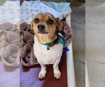 Small #4 Beagle Mix