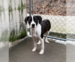 Mutt Dogs for adoption in Elmsford, NY, USA