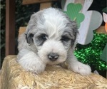 Small #13 Sheepadoodle