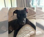 Small #2 American Pit Bull Terrier-Staffordshire Bull Terrier Mix