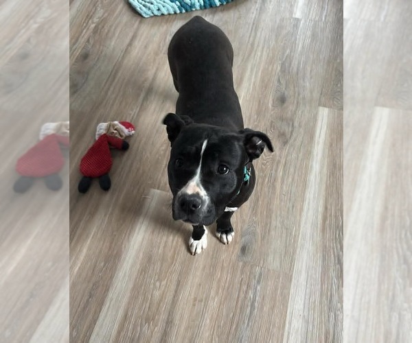 Medium Photo #10 Mutt Puppy For Sale in Rustburg, VA, USA