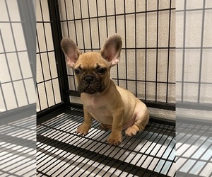 French Bulldog Puppy for sale in BAKERSFIELD, CA, USA