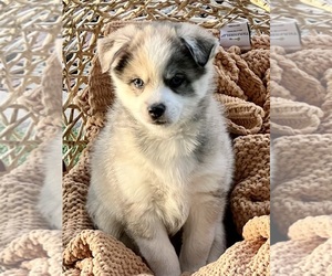 Pomsky Puppy for sale in PEORIA, AZ, USA