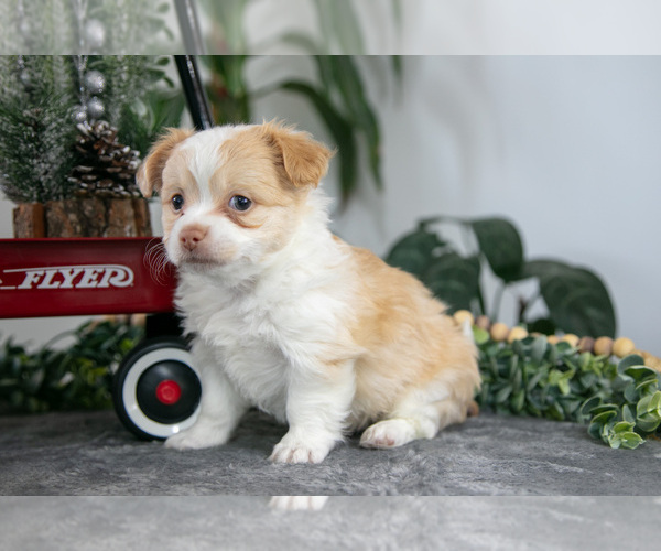 Medium Photo #5 Chihuahua Puppy For Sale in DUNDEE, OH, USA