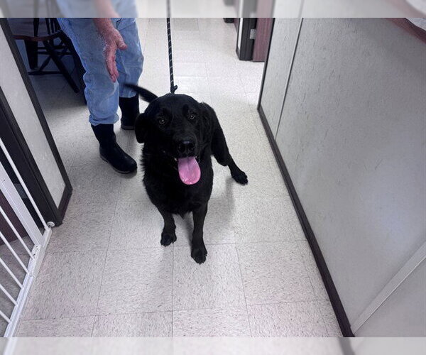 Medium Photo #1 Labrador Retriever-Unknown Mix Puppy For Sale in San Andreas, CA, USA
