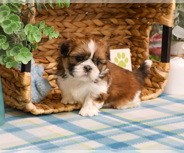 Medium Photo #8 Shih Tzu Puppy For Sale in SYRACUSE, IN, USA