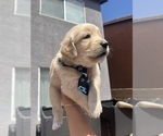 Small Photo #10 Golden Retriever Puppy For Sale in LAS VEGAS, NV, USA