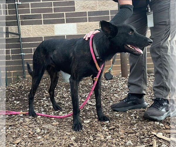 Medium Photo #3 Holland Shepherd-Unknown Mix Puppy For Sale in Imlay City, MI, USA