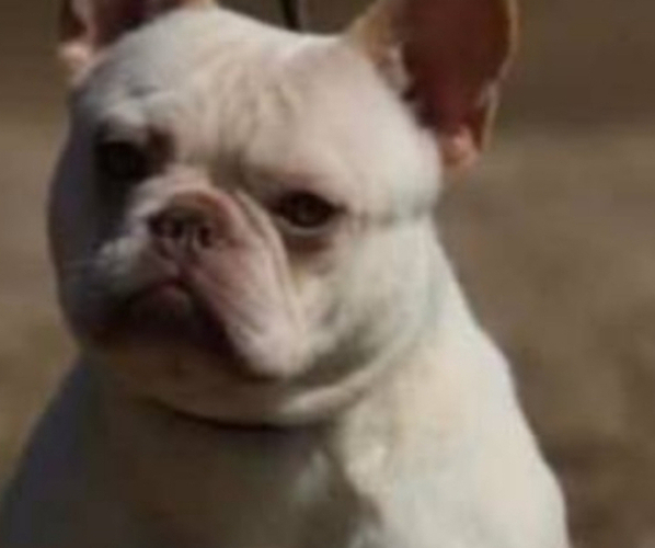 Medium Photo #1 French Bulldog Puppy For Sale in LANCASTER, KY, USA