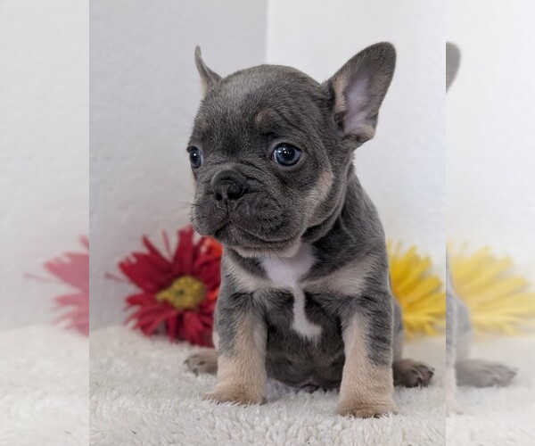 Medium Photo #6 French Bulldog Puppy For Sale in GOSHEN, IN, USA