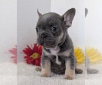 Small #5 French Bulldog