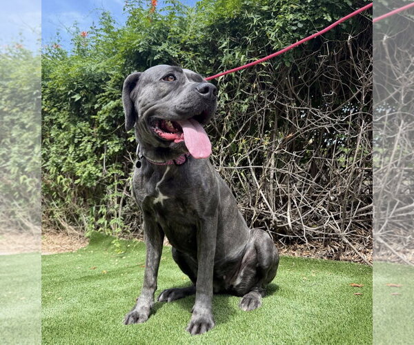 Medium Photo #3 Mutt Puppy For Sale in Goodyear, AZ, USA