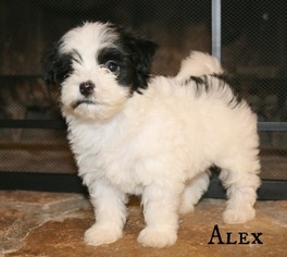 Havanese Puppy for sale in MILLERSBURG, OH, USA