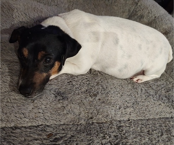 Medium Photo #1 Jack Russell Terrier Puppy For Sale in JASPER, FL, USA