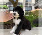 Small Photo #4 Bernedoodle Puppy For Sale in HOUSTON, TX, USA