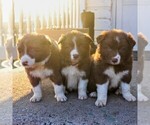 Small Photo #2 Border Collie Puppy For Sale in KINZERS, PA, USA