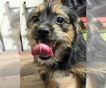 Small Photo #2 French Bulldog-Poodle (Toy) Mix Puppy For Sale in SACRAMENTO, CA, USA