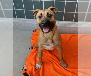 German Shepherd Dog-Unknown Mix Dogs for adoption in Rancho Cucamonga, CA, USA