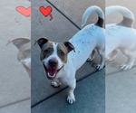Small #1 American Pit Bull Terrier-Basset Hound Mix