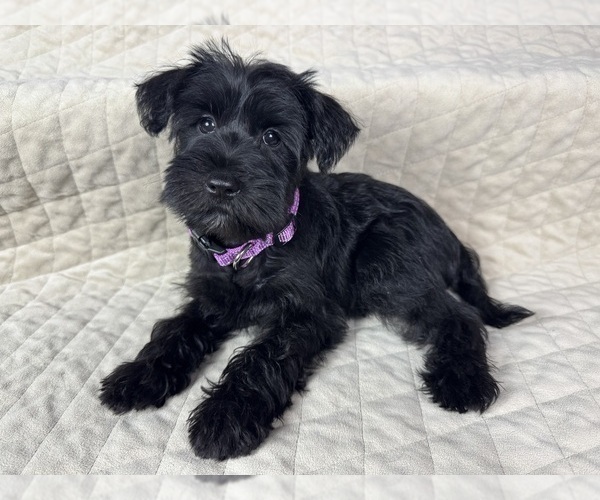 Medium Photo #13 Schnauzer (Miniature) Puppy For Sale in HIGHLAND, CA, USA