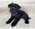 Small Photo #13 Schnauzer (Miniature) Puppy For Sale in HIGHLAND, CA, USA