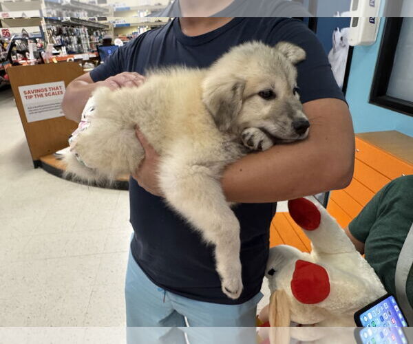 Medium Photo #8 Great Pyrenees-Unknown Mix Puppy For Sale in Houston, TX, USA